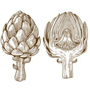 The front and interior of an artichoke