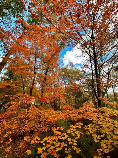 Trees with red, orange, and yellow leaves against a sunny fall sky